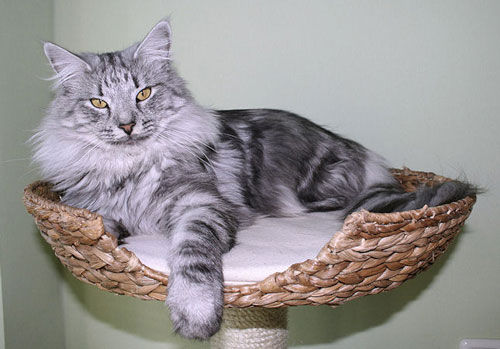 black silver classic tabby