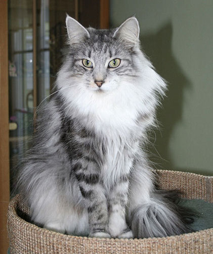 black silver classic tabby white