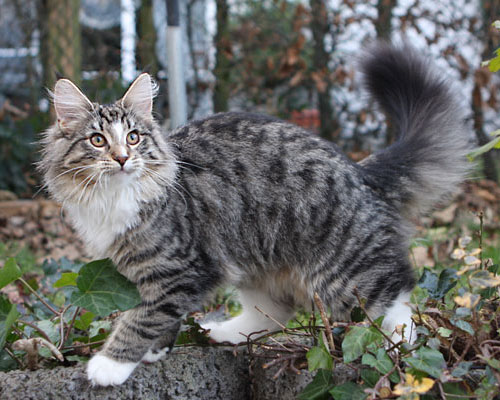 black spotted tabby white